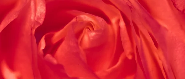 Цвіте троянда, крупним планом садова квітка навесні — стокове фото