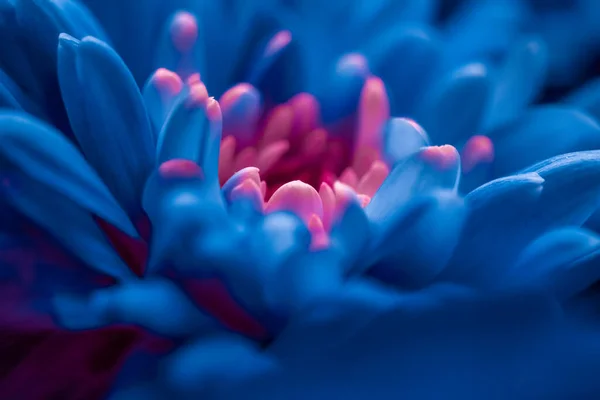 Bloeiende chrysant of madeliefje bloem, close-up bloemblaadjes als botanische achtergrond — Stockfoto