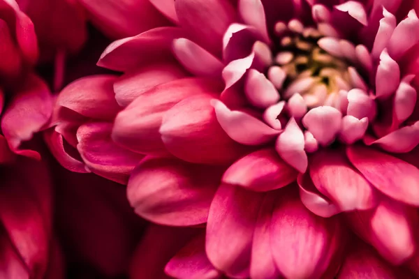 Crisantemo en flor o flor de margarita, pétalos florales de primer plano como fondo botánico —  Fotos de Stock