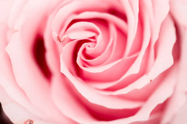 Нежный цветок розы в природе, цветочное искусство и ботанический сад — стоковое фото