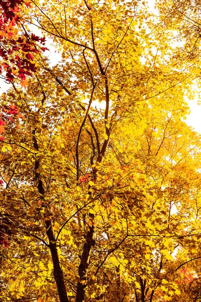Outono natureza, queda folhas e árvores ao ar livre — Fotografia de Stock