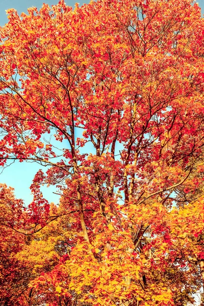 Herfst natuur, herfst bladeren en bomen buiten — Stockfoto