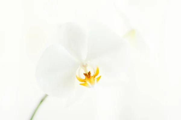 Fioritura orchidea fiore su sfondo bianco — Foto Stock
