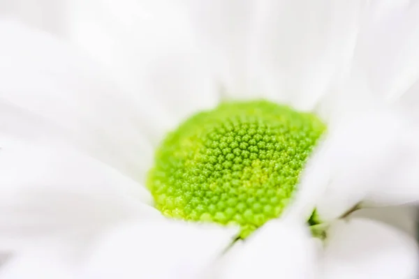 春天里的菊花、花卉艺术与植物园 — 图库照片