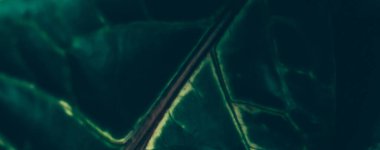 Yeşil yaprak dokusu tropik botanik bahçesi arka planı, doğa ve çevre olarak