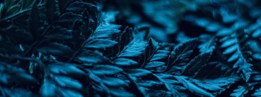 Mavi bitki gece gerçeküstü botanik arka plan olarak ayrılır, minimum tasarım