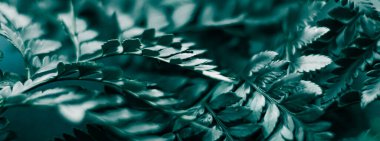 Bahçedeki tropik bitki yaprakları botanik arka plan, doğa ve çevre olarak