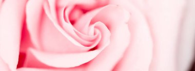 Doğada narin bir gül, çiçek sanatı ve botanik bahçesi.