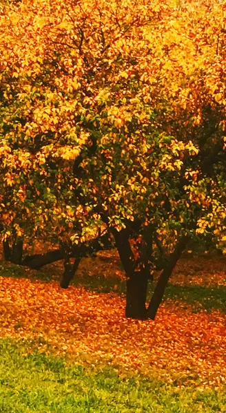 Jesienna przyroda w parku, jesienne liście i drzewa na świeżym powietrzu — Zdjęcie stockowe