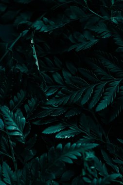 Bahçedeki tropik bitki yaprakları botanik arka plan, doğa ve çevre olarak