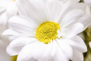 Doğada bahar papatyası, çiçek sanatı ve botanik bahçesi.