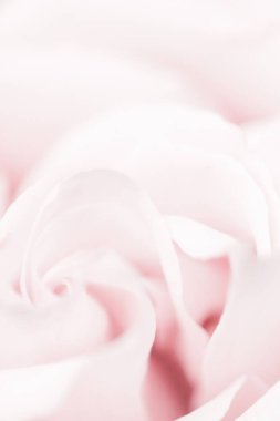 Doğada narin bir gül, çiçek sanatı ve botanik bahçesi.