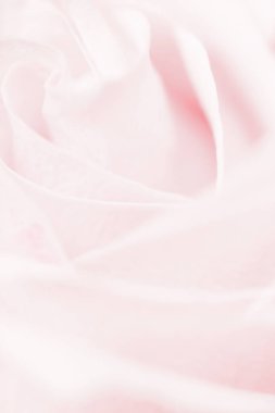 Doğada narin bir gül, çiçek sanatı ve botanik bahçesi.