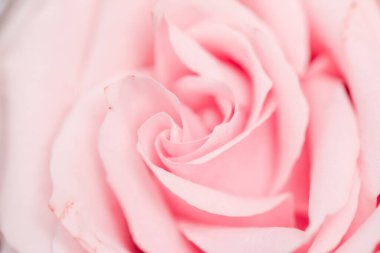 Doğada narin bir gül, çiçek sanatı ve botanik bahçesi.