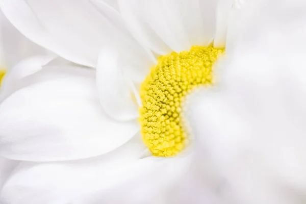 Flores de margarita de primavera en la naturaleza, arte floral y jardín botánico — Foto de Stock