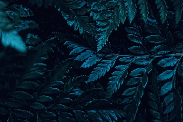 Mavi bitki gece gerçeküstü botanik arka plan olarak ayrılır, minimum tasarım