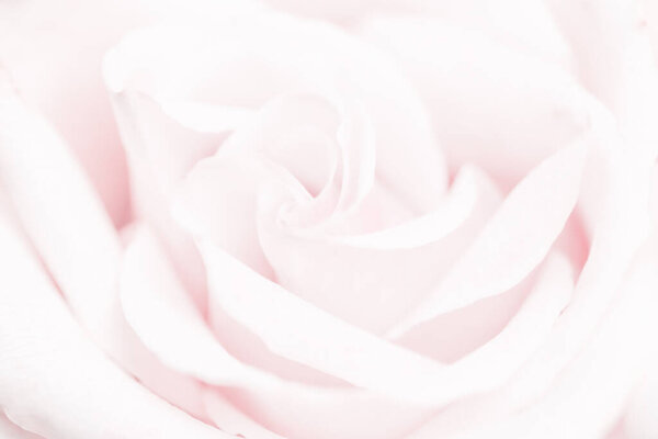 Нежный цветок розы в природе, цветочное искусство и ботанический сад
