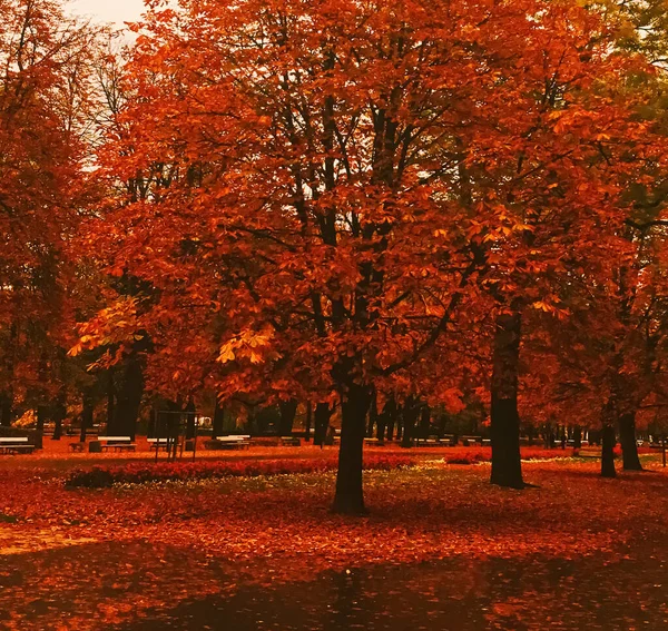 Höstens natur i parken, höstlöv och träd utomhus — Stockfoto