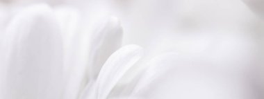 Baharda çiçek açan papatya çiçeği ve çiçek yaprakları, doğa ve botanik arka plan