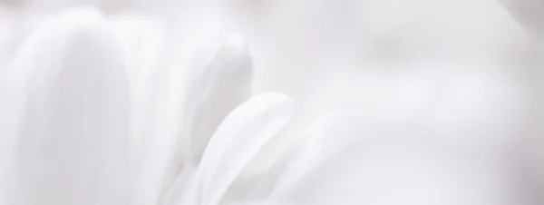 春に咲く白いデイジーの花と花の花びら、自然と植物の背景 — ストック写真