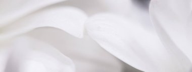 Baharda çiçek açan papatya çiçeği ve çiçek yaprakları, doğa ve botanik arka plan