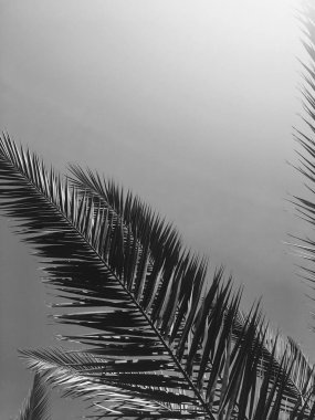 Palmiye yaprakları ve gökyüzü, yaz seyahati ve tropikal doğa geçmişi