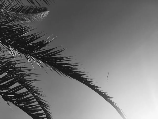 Palm tree leaves and the sky, summer travel and tropical nature background — Stock fotografie