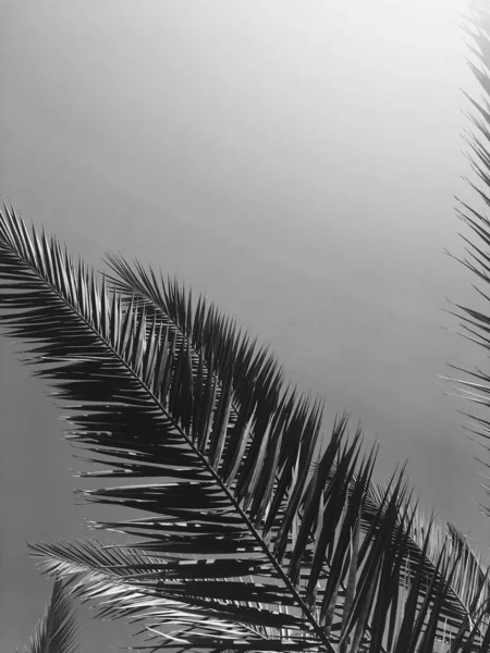 Palmenblätter und der Himmel, Sommerreisen und tropische Natur — Stockfoto