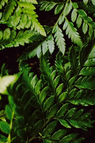 Hojas de plantas tropicales en el jardín como fondo botánico, Naturaleza y medio ambiente — Foto de Stock