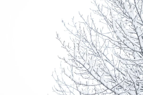 Árboles nevados en el bosque, la naturaleza invernal y la temporada de vacaciones —  Fotos de Stock
