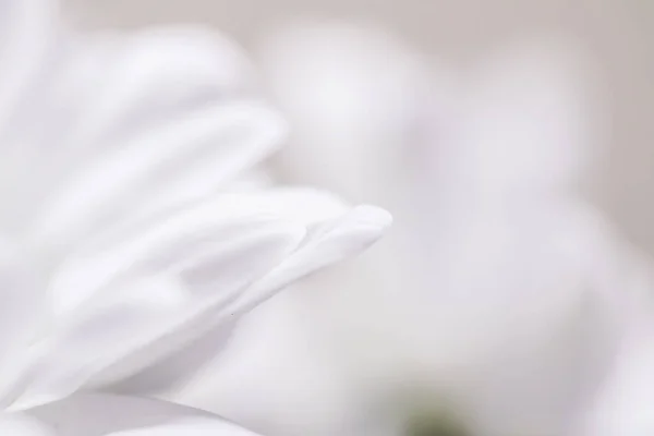 百花盛开的白色菊花，春天的花瓣，大自然和植物的背景 — 图库照片