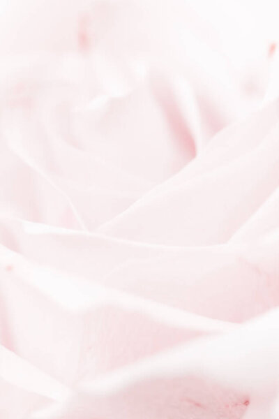 Нежный цветок розы в природе, цветочное искусство и ботанический сад
