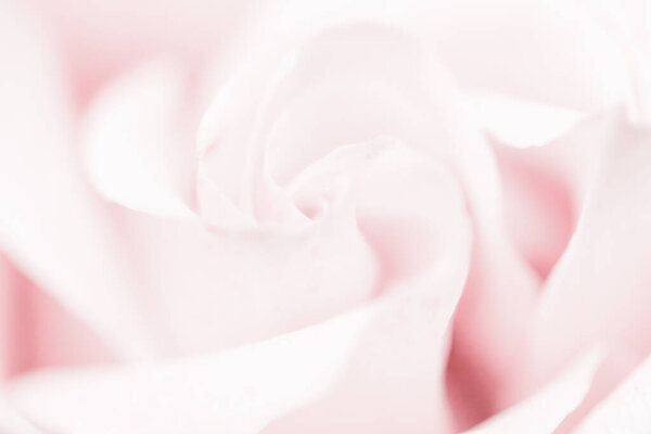 Нежный цветок розы в природе, цветочное искусство и ботанический сад
