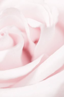 Doğada narin bir gül, çiçek sanatı ve botanik bahçesi.