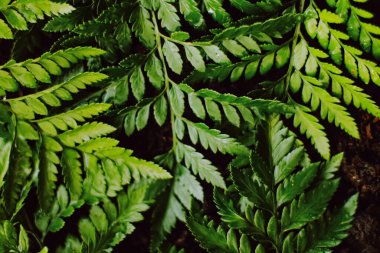 Bahçedeki tropik bitki yaprakları botanik arka plan, doğa ve çevre olarak