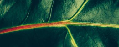 Yeşil yaprak dokusu tropik botanik bahçesi arka planı, doğa ve çevre olarak