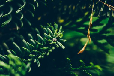 Bitkisel arka plan, doğa ve çevre olarak Evergreen köknar ağacı dalı