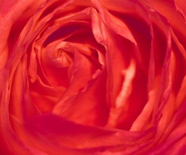 Çiçek açan gül, baharda bahçe çiçeklerine yakın plan.