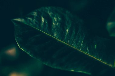 Yeşil yaprak dokusu tropik botanik bahçesi arka planı, doğa ve çevre olarak