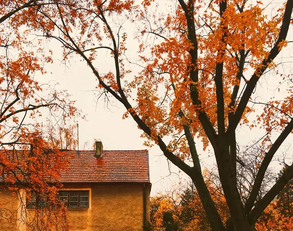 Őszi természet a parkban, őszi levelek és fák a szabadban — Stock Fotó