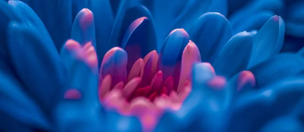 Çiçek açan kasımpatı ya da papatya çiçeği, botanik arka plan olarak yakın plan çiçek yaprakları — Stok fotoğraf