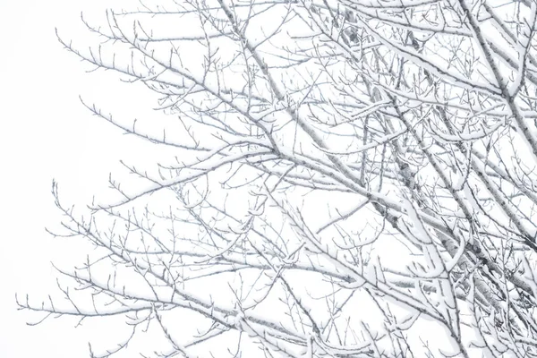 森林中的雪树、冬季自然和节假日 — 图库照片