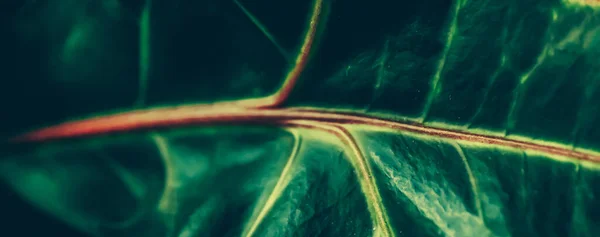 Textura de folha verde como fundo de jardim botânico tropical, natureza e meio ambiente — Fotografia de Stock