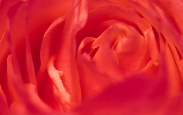 Rosa floreciente, primer plano de la flor del jardín en primavera — Foto de Stock