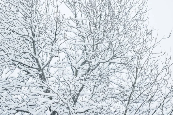 Snöiga träd i skog, vinternatur och semesterperiod — Stockfoto