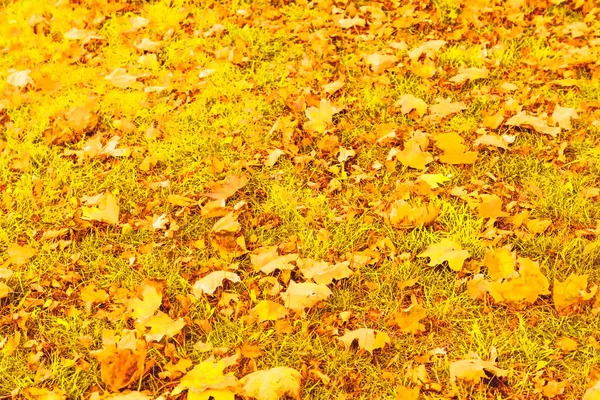 Осіння природа, осіннє листя і дерева на відкритому повітрі — стокове фото