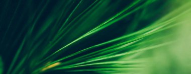 Bitkisel arka plan, doğa ve çevre olarak Evergreen köknar ağacı dalı