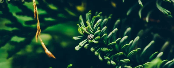 Rama de abeto siempreverde como fondo botánico, naturaleza y ambiente — Foto de Stock