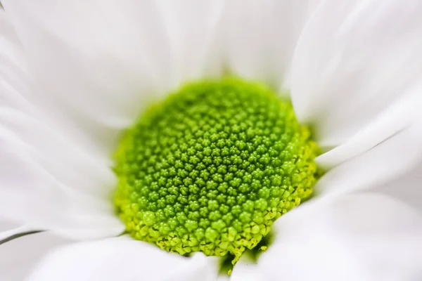 Fleur de marguerite printanière dans la nature, art floral et jardin botanique — Photo