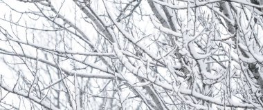 Ormanda karlı ağaçlar, kış doğası ve tatil mevsimi